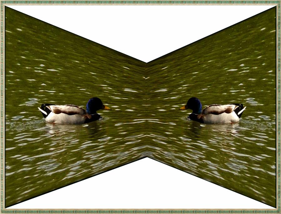 Abstract ducks Photograph by Karl Rose