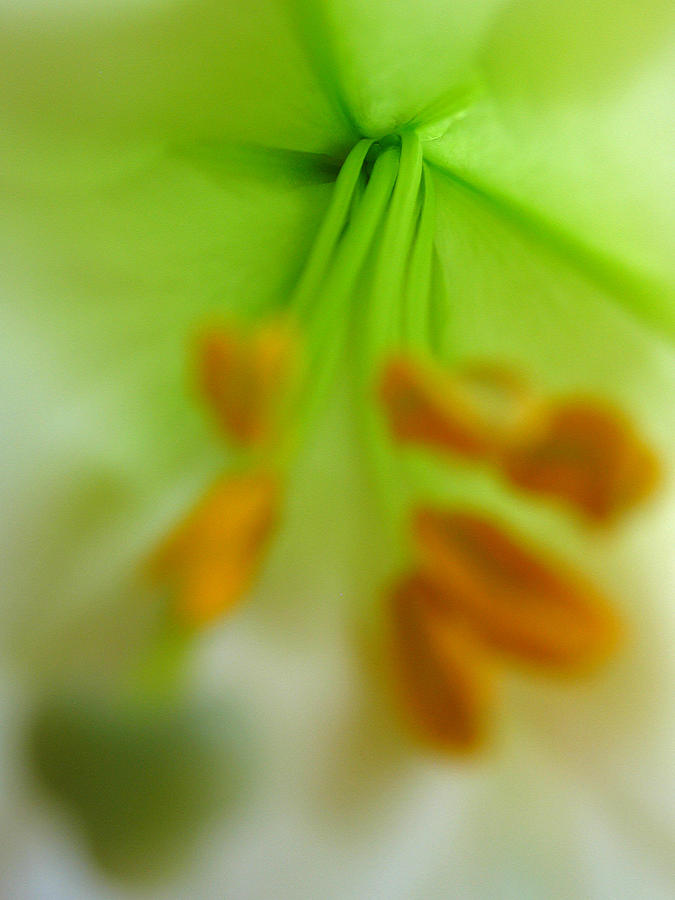 Abstract Easter Lily Photograph by Juergen Roth