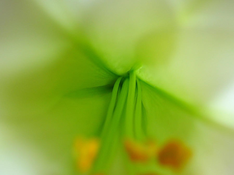 Abstract Easter lily Petals Photograph by Juergen Roth