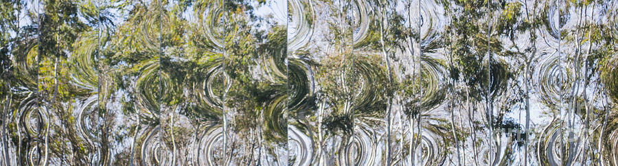Abstract Eucalyptus Photograph by Angela DeFrias