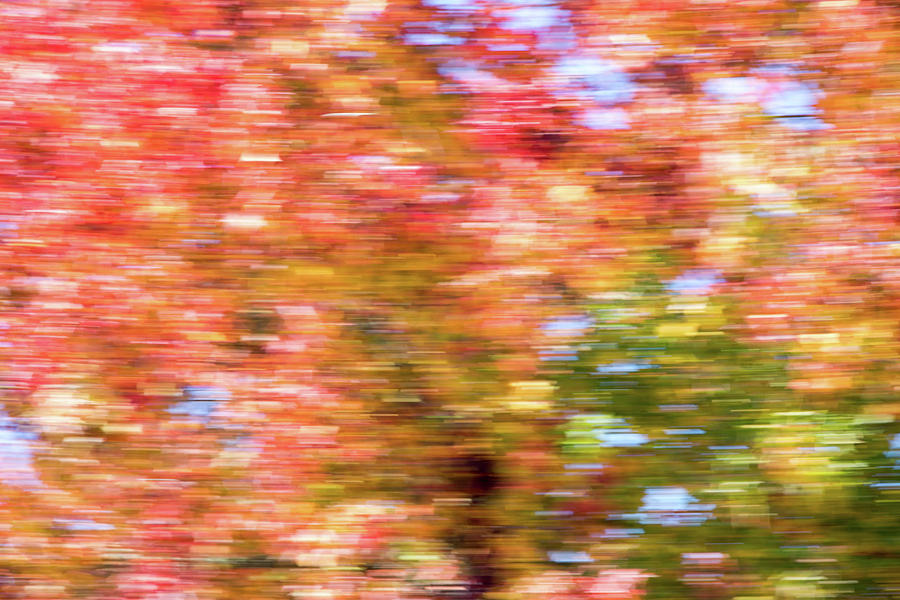 Abstract Fall Leaves 2 Photograph by Rebecca Cozart