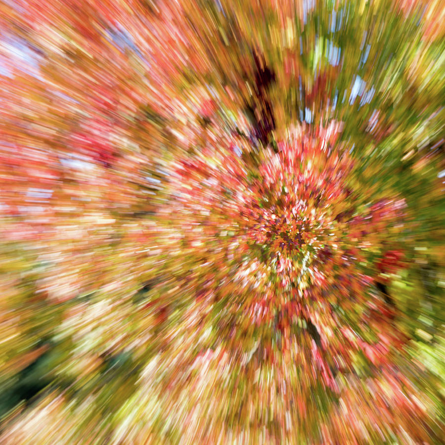 Fall Photograph - Abstract Fall Leaves 3 by Rebecca Cozart
