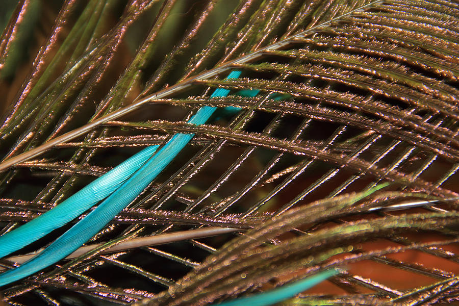 Abstract Feather  Photograph by Angela Murdock