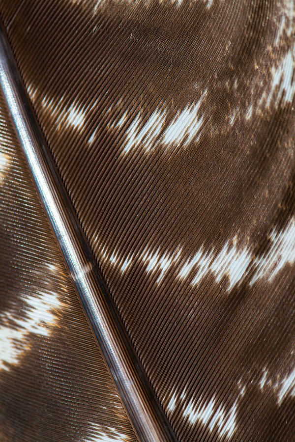 Abstract Photograph - Abstract Feather by Karol Livote