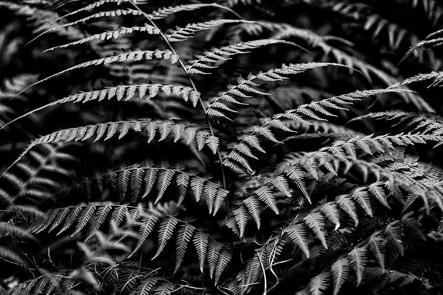 Abstract Ferns Photograph by Kevin Cable