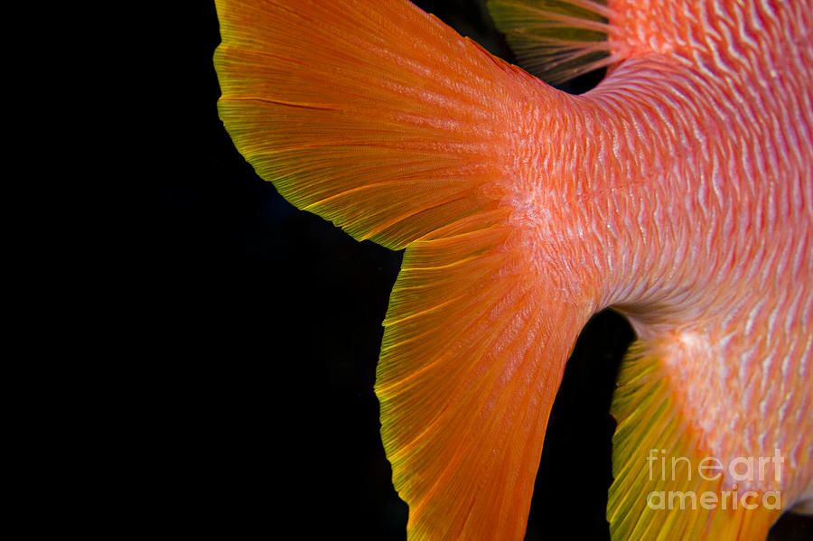 Abstract Fish Tail Photograph by Dave Fleetham - Printscapes