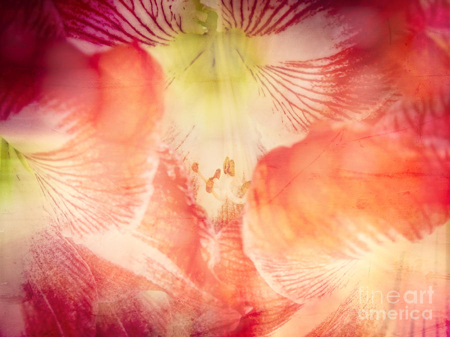 Abstract Flower Art Digital Art by Ella Kaye Dickey