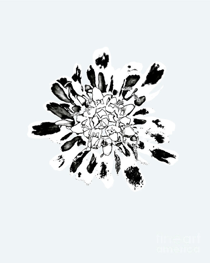 Abstract flower Photograph by Candydash Images Abstract flower Photograph by Candydash Images
