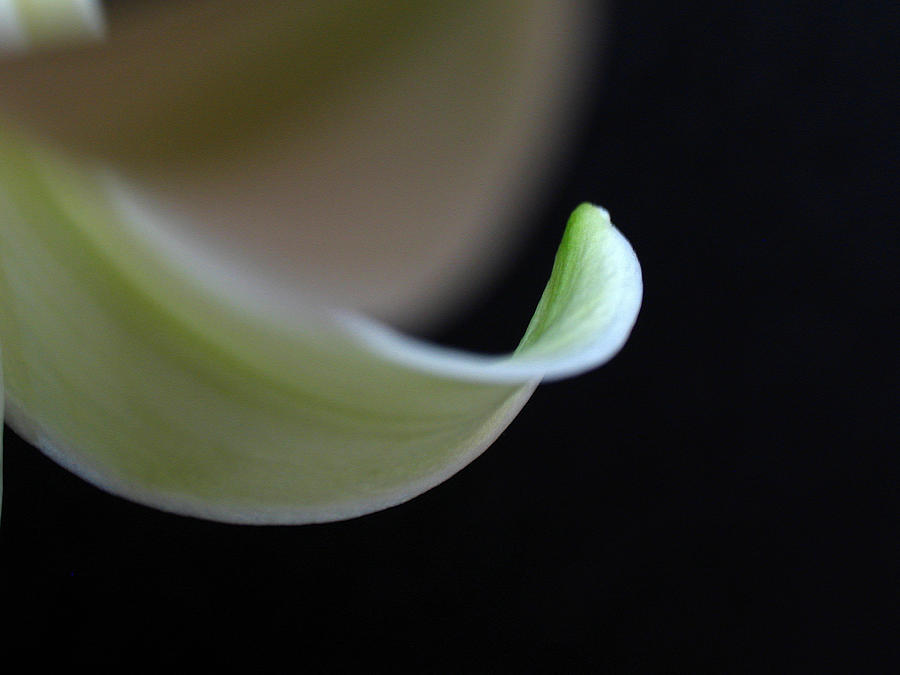 Lily Photograph - Abstract Flower Petal by Juergen Roth
