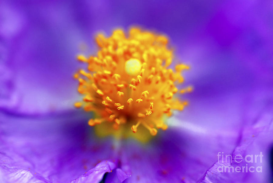 Abstract Flower  Photograph by Tal Bedrack