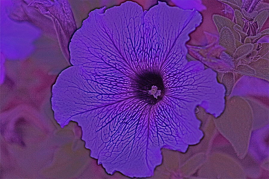 Abstract Flower Photograph