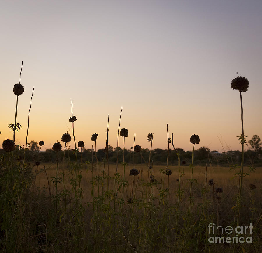 Abstract Flowers At Dusk Photograph