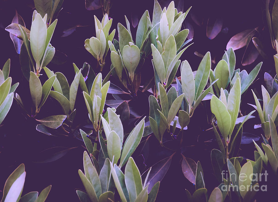 Abstract Foliage Green and Purple Photograph by Andrea Anderegg