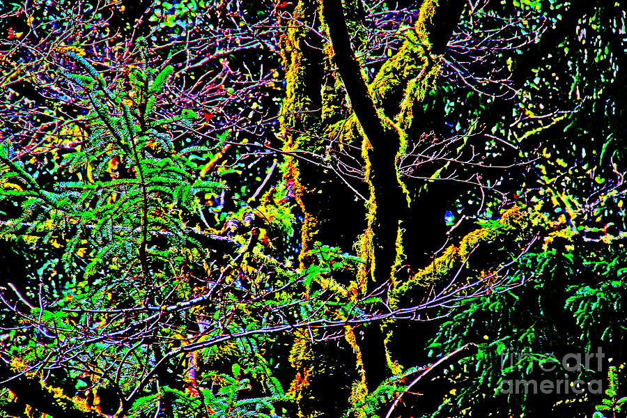 Abstract Forest 1 Photograph by David Frederick