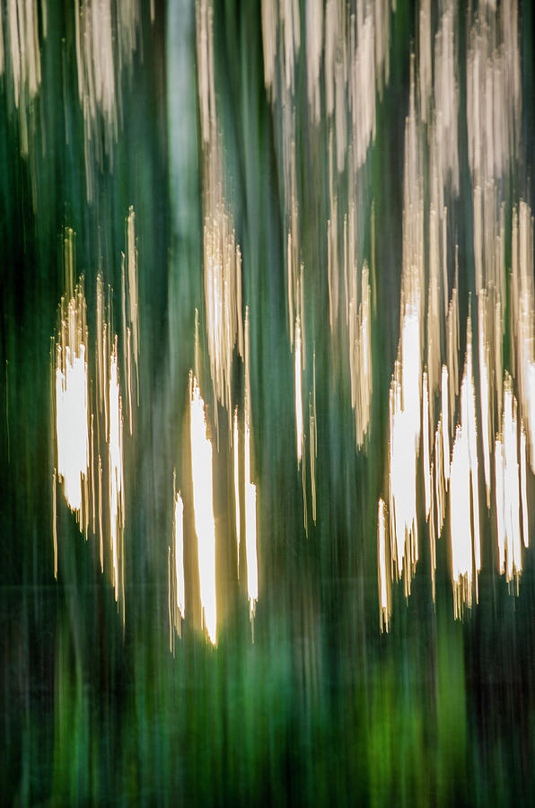 Abstract Forest 1 Photograph by Spikey Mouse Photography