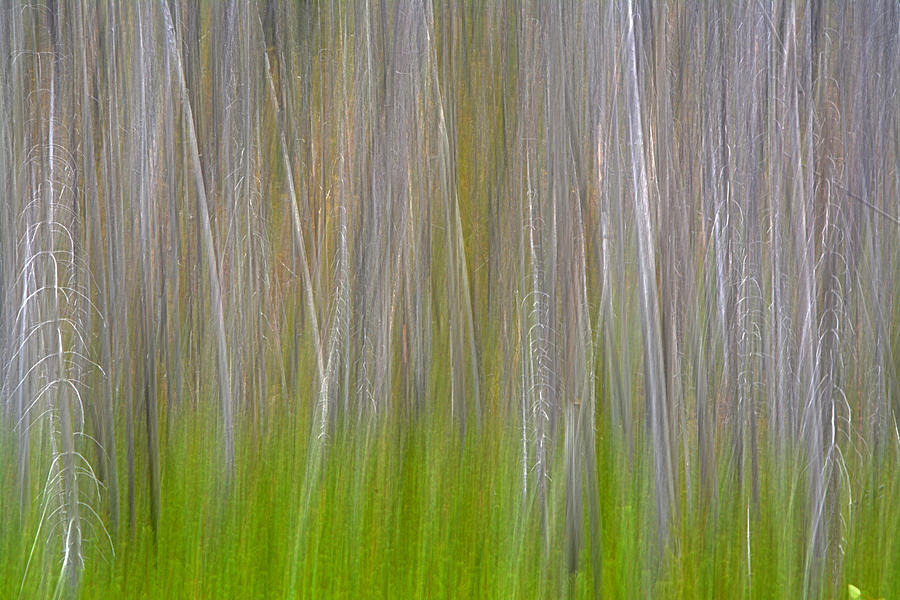 Abstract Forest 2 Photograph by Whispering Peaks Photography