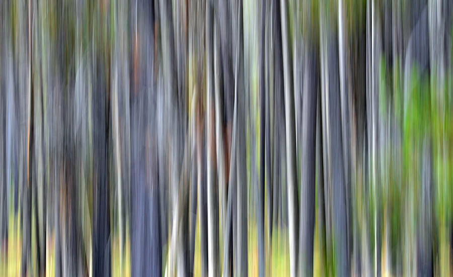 Abstract Forest 3 Photograph by Whispering Peaks Photography