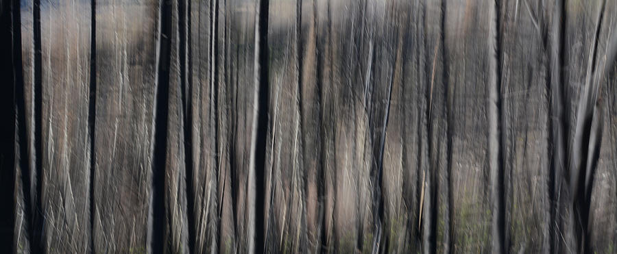 Abstract Forest 5 Photograph by Whispering Peaks Photography