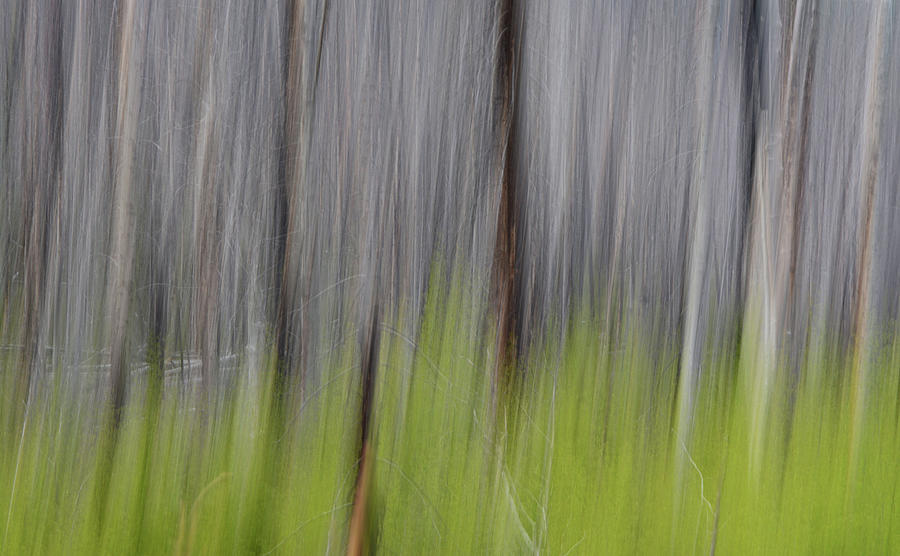 Abstract Forest 6 Photograph by Whispering Peaks Photography