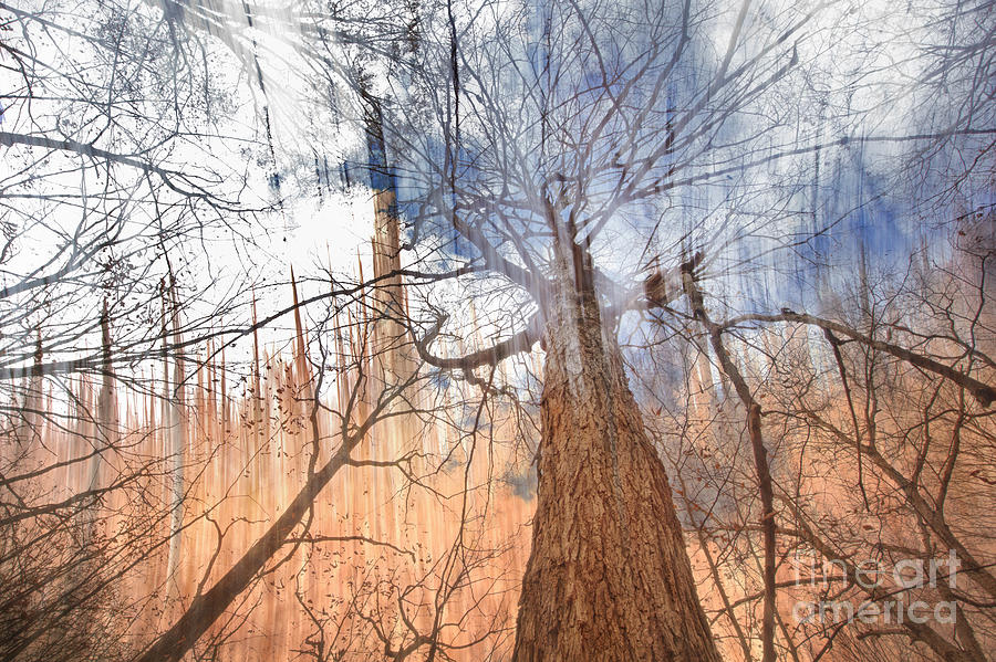 Abstract Forest Photograph by Jonathan Welch