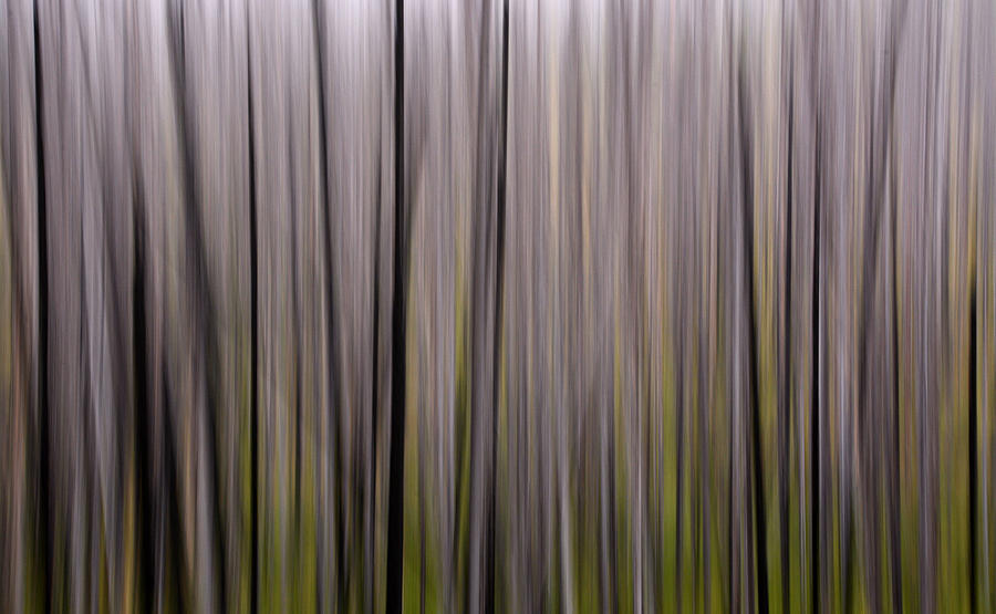 Abstract Forest Photograph