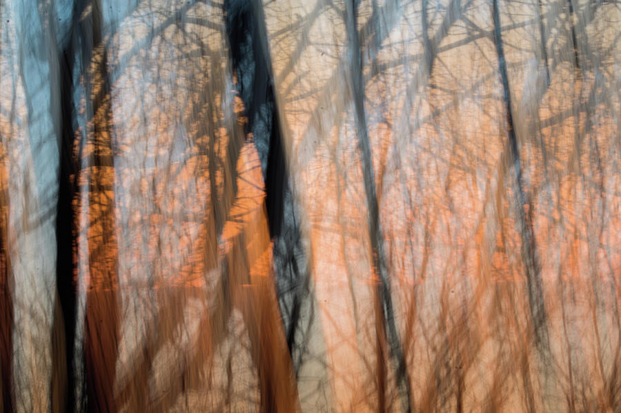 Abstract Forest Woods At Sunset Time Photograph by Alex Grichenko