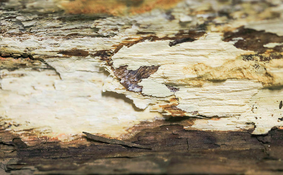 Abstract Photograph - Abstract from inside of the bark of tree by Hyuntae Kim