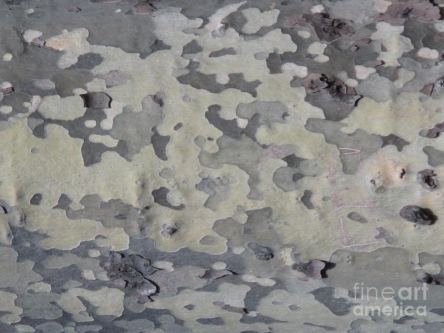 Abstract from Nature in Grey Tree Bark Photograph by B Rossitto