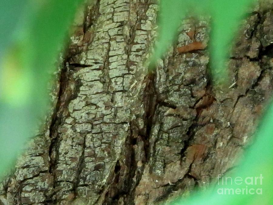 Nature Photograph - Abstract From Nature by Valia Bradshaw