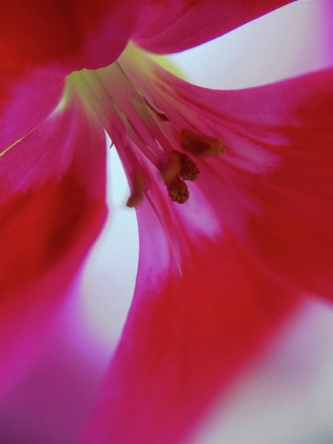 Abstract Geranium- Art by Linda Woods Photograph by Linda Woods
