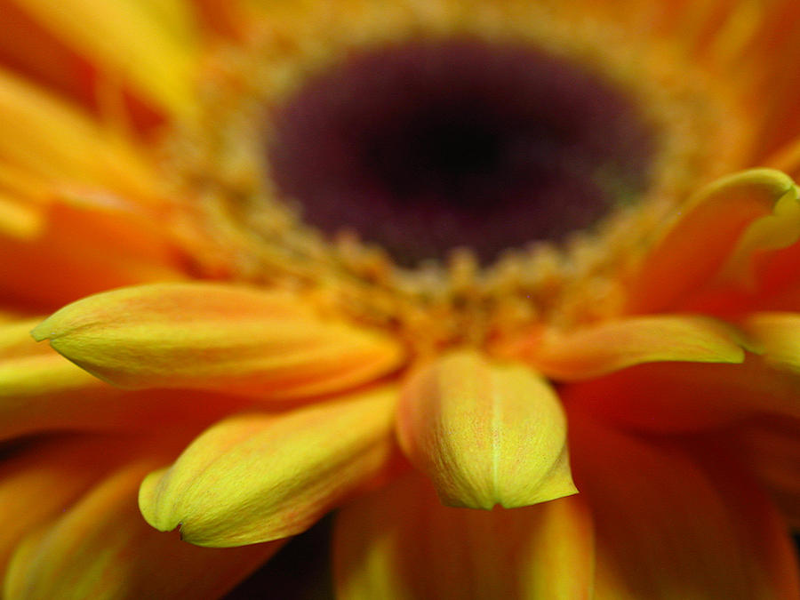 Abstract Gerbera Photograph by Juergen Roth