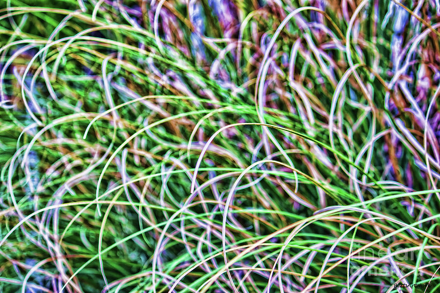 Abstract Grass Photograph by Roberta Byram