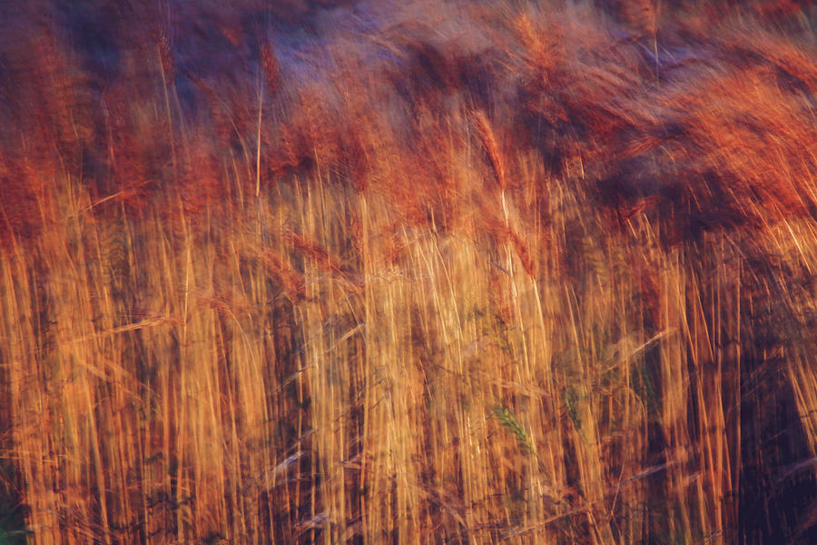 Abstract Grasses in the Evening Photograph by Toni Hopper