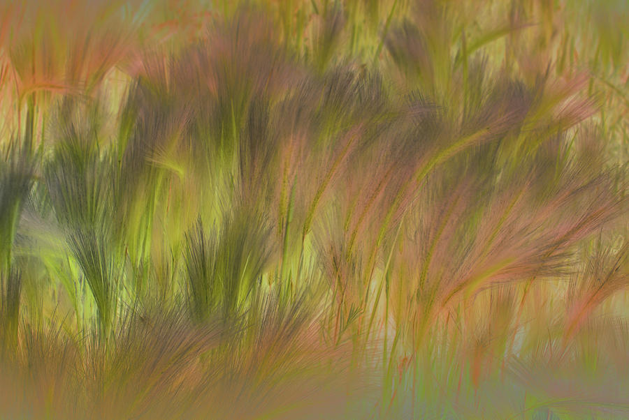 Grass Photograph - Abstract Grasses by Ronald Hoggard