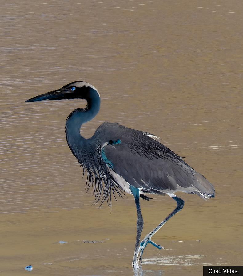 Abstract Heron Art Photograph by Chad Vidas - Fine Art America