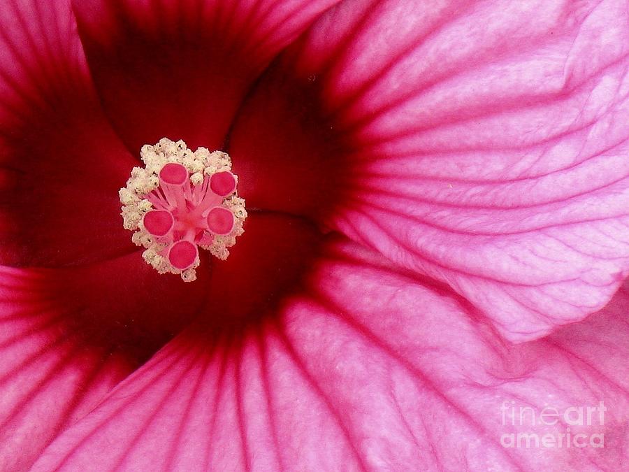 Hardly Inhibited Hibiscus Photograph by Lori Lafargue
