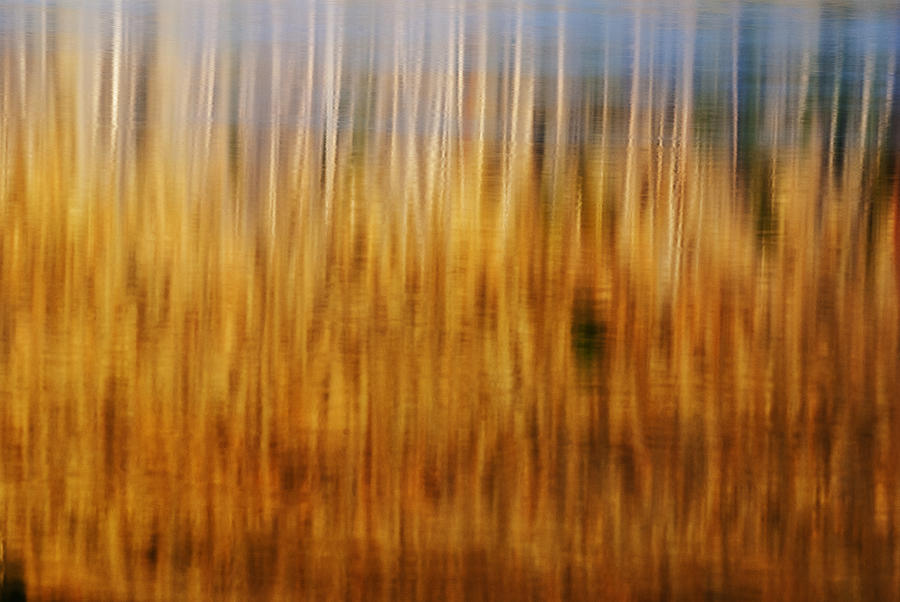 Abstract image of trees reflecting in Little Redfish Lake Stanley Idaho USA Photograph by Vishwanath Bhat
