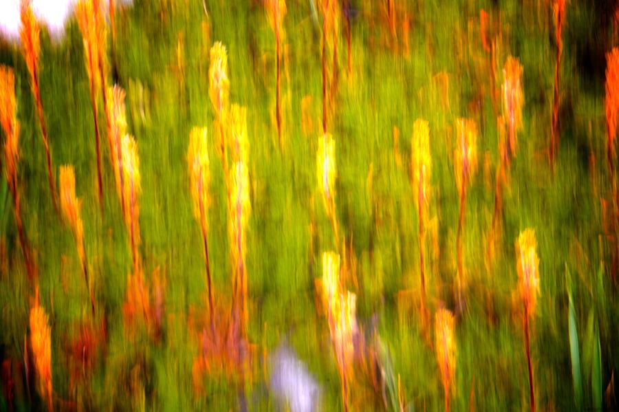 Abstract Impressionist Study 2 Photograph by Julius Reque