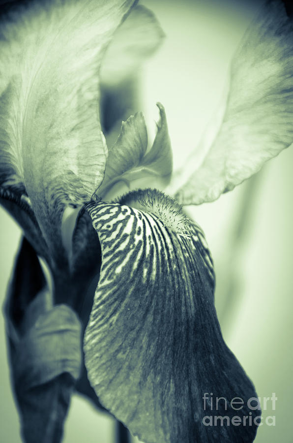 Abstract Japanese Iris Delight Botanical / Nature / Floral Photograph Photograph by PIPA Fine Art - Simply Solid