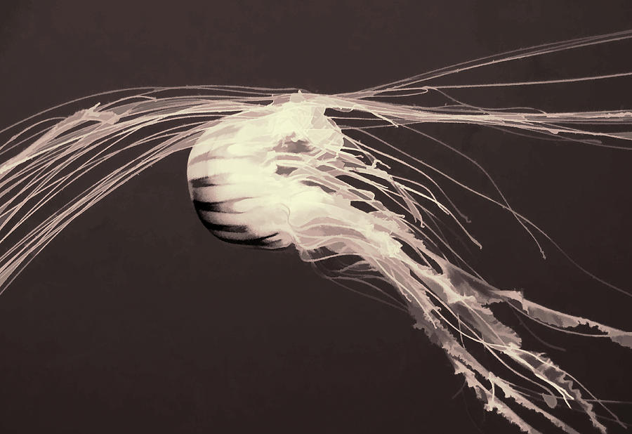 Abstract Jellyfish Photograph by Rosalie Scanlon