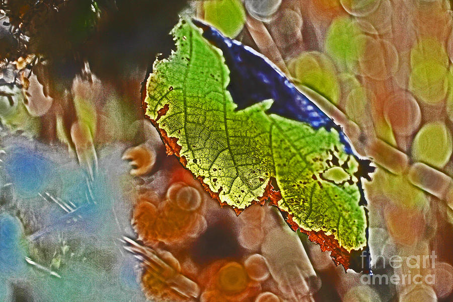 Abstract Leaf Photograph by David Frederick