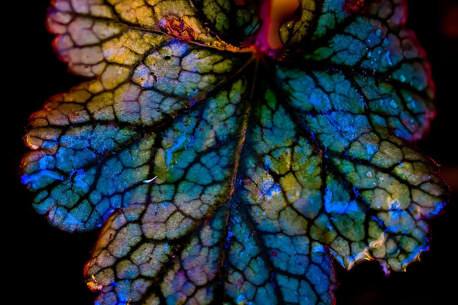 Abstract Photograph - Abstract Leaf by Mitch Shindelbower