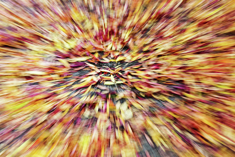 Abstract Leaves 1 Photograph