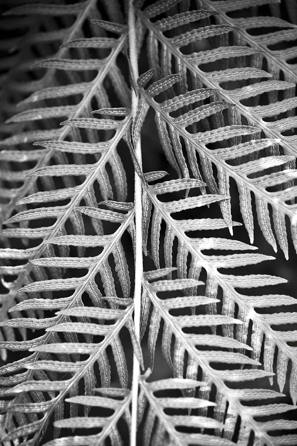 Abstract Leaves Photograph by Marilyn Hunt