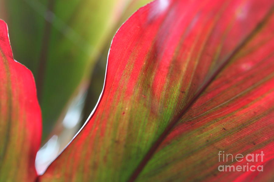 Abstract Leaves Photograph by Nadine Rippelmeyer