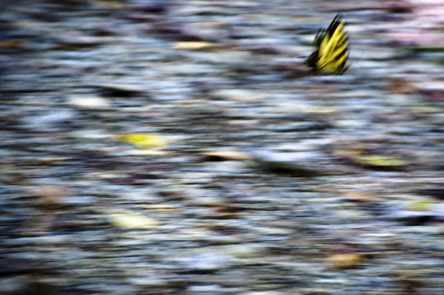 Abstract Lepidoptera  Photograph by Terry Anderson