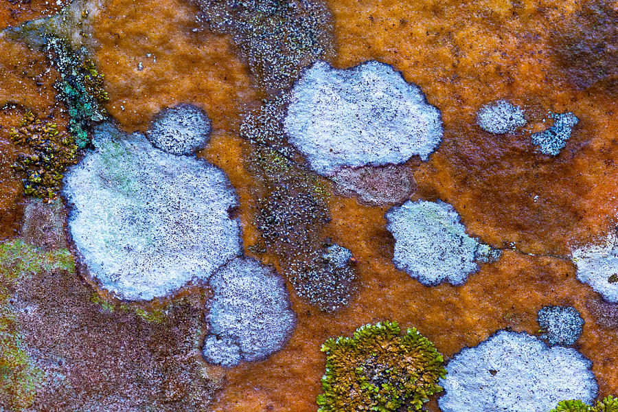 Abstract Lichen Photograph by Jean-luc Bohin
