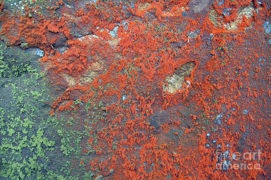 Abstract lichen Photograph by Paula Joy Welter