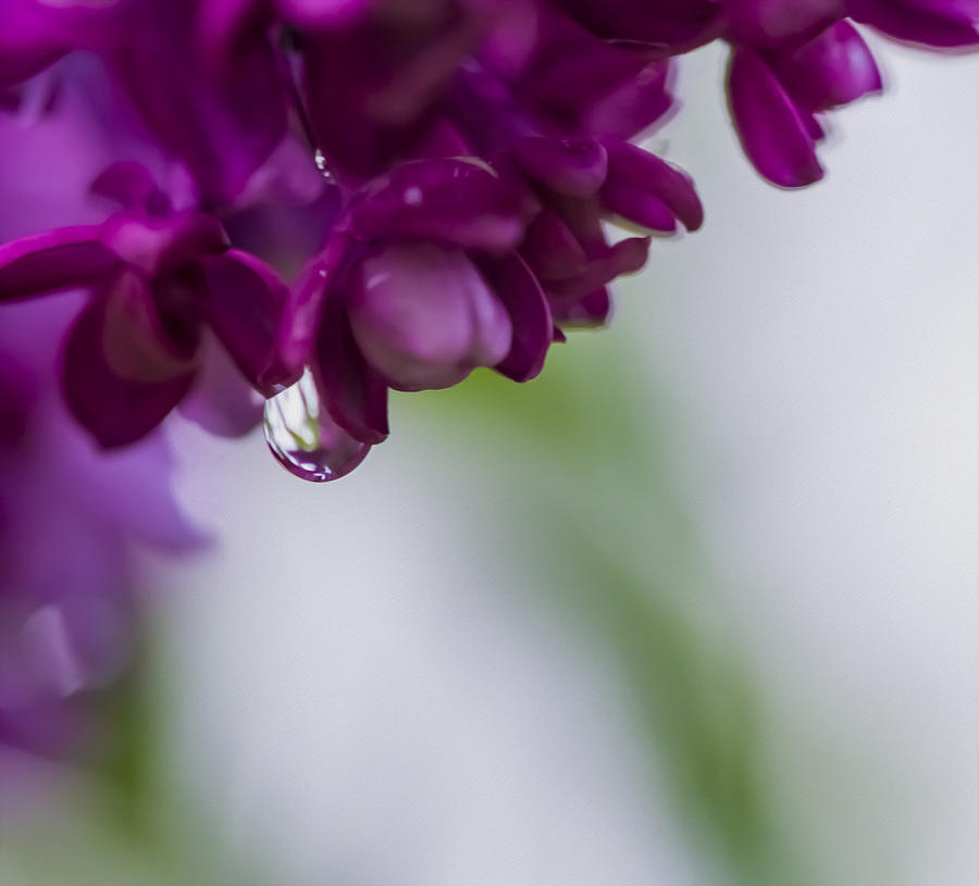 Abstract Lilacs Photograph by Tracy Winter