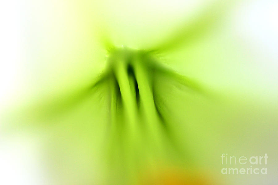 Abstract Lily 2016 Number 2 Photograph by Karen Adams
